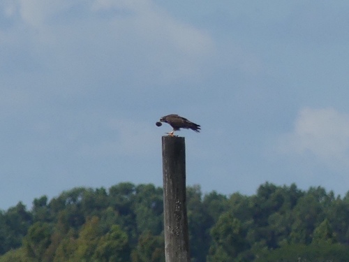 Rostrhamus sociabilis image