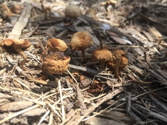 Agaricomycetes