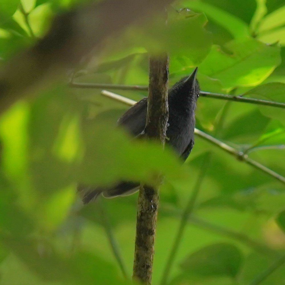Salvadori's Antwren (Myrmotherula minor), photo 1