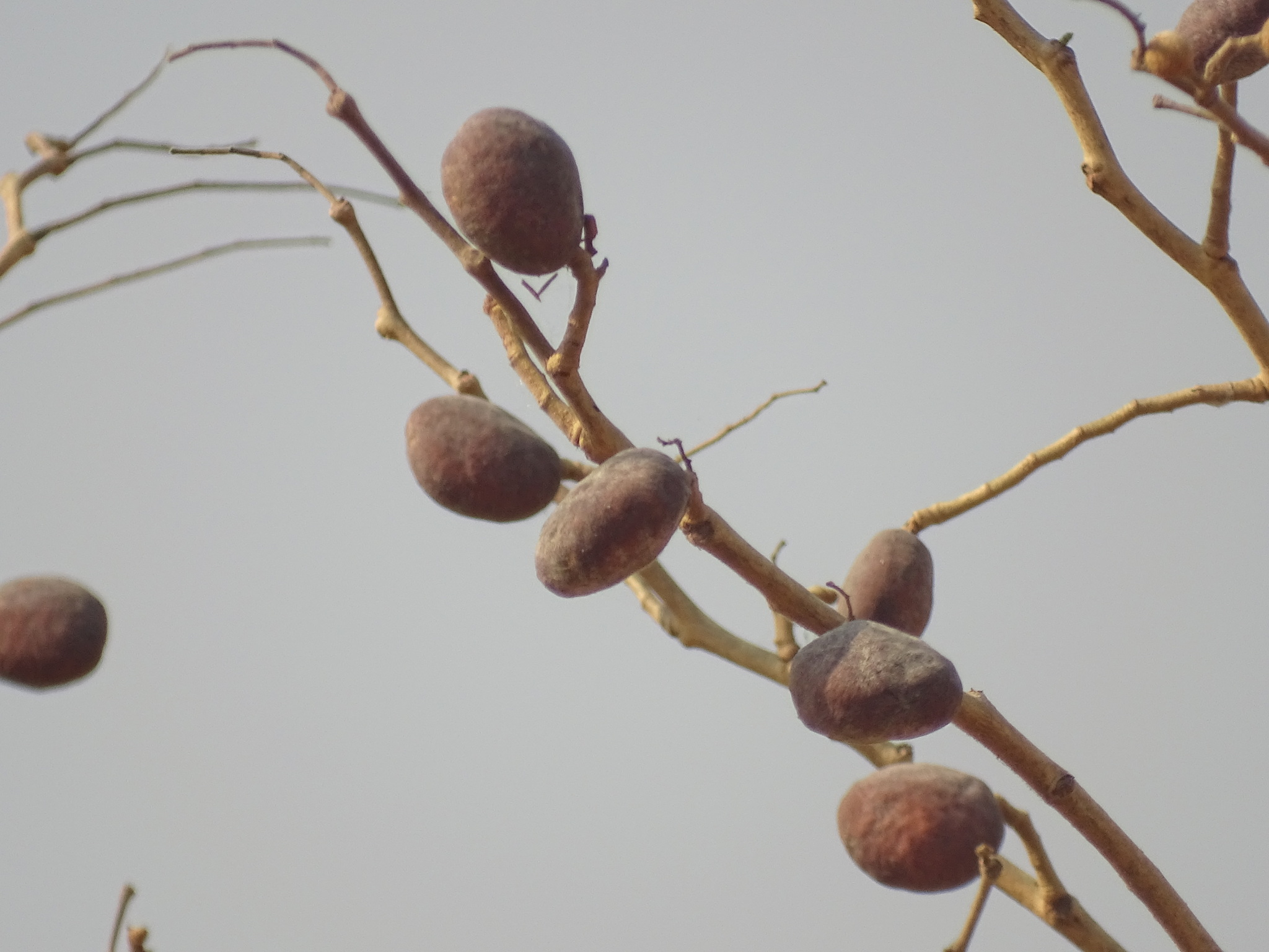 Imagem de Tallow tree