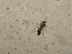 Camponotus xerxes