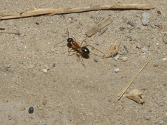 Camponotus xerxes