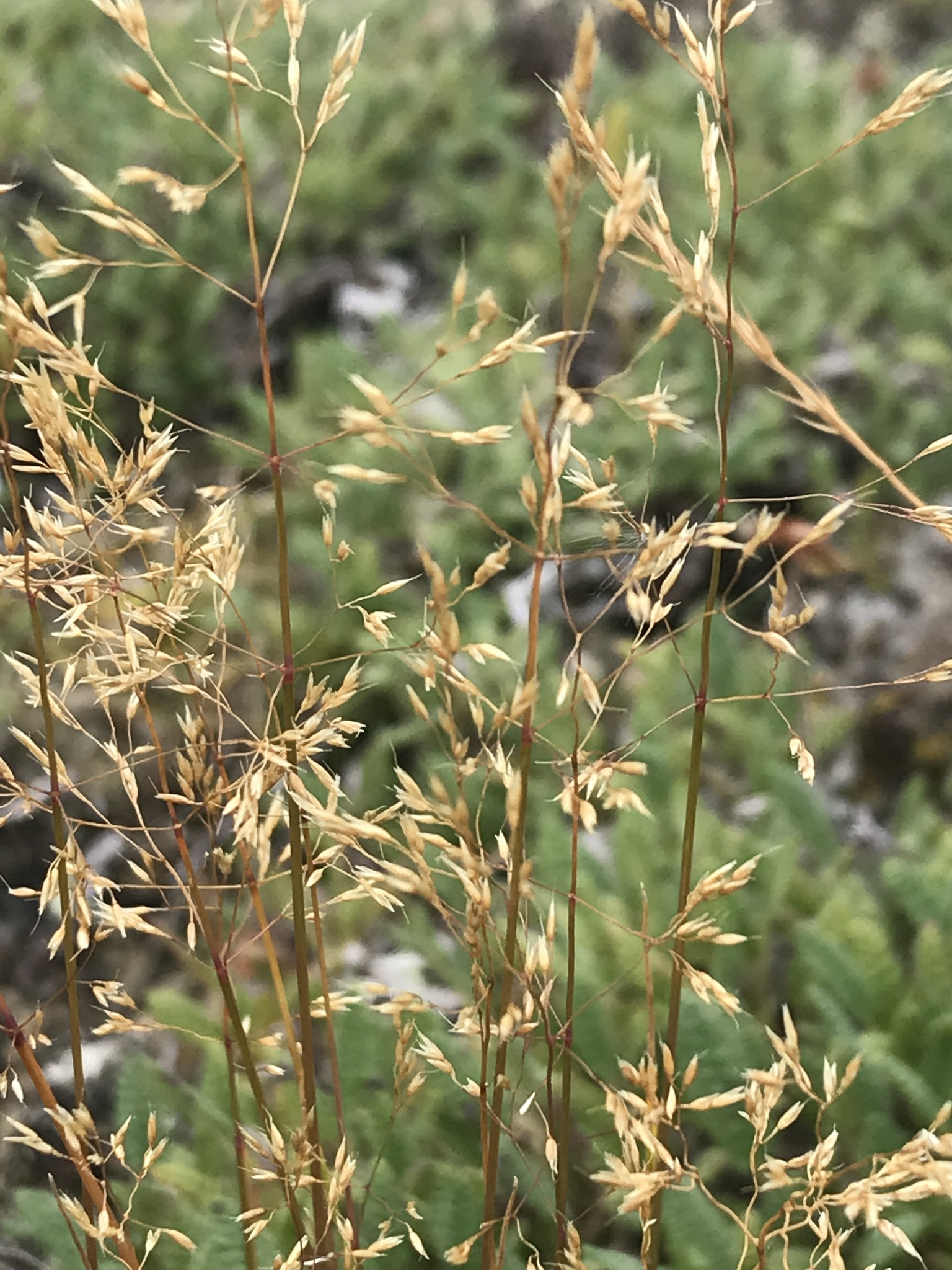 Agrostis mertensii