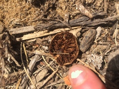 Agaricomycetes