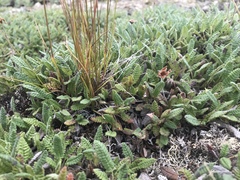 Agrostis mertensii