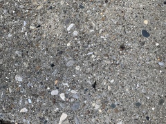 Formicidae