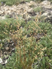 Agrostis mertensii