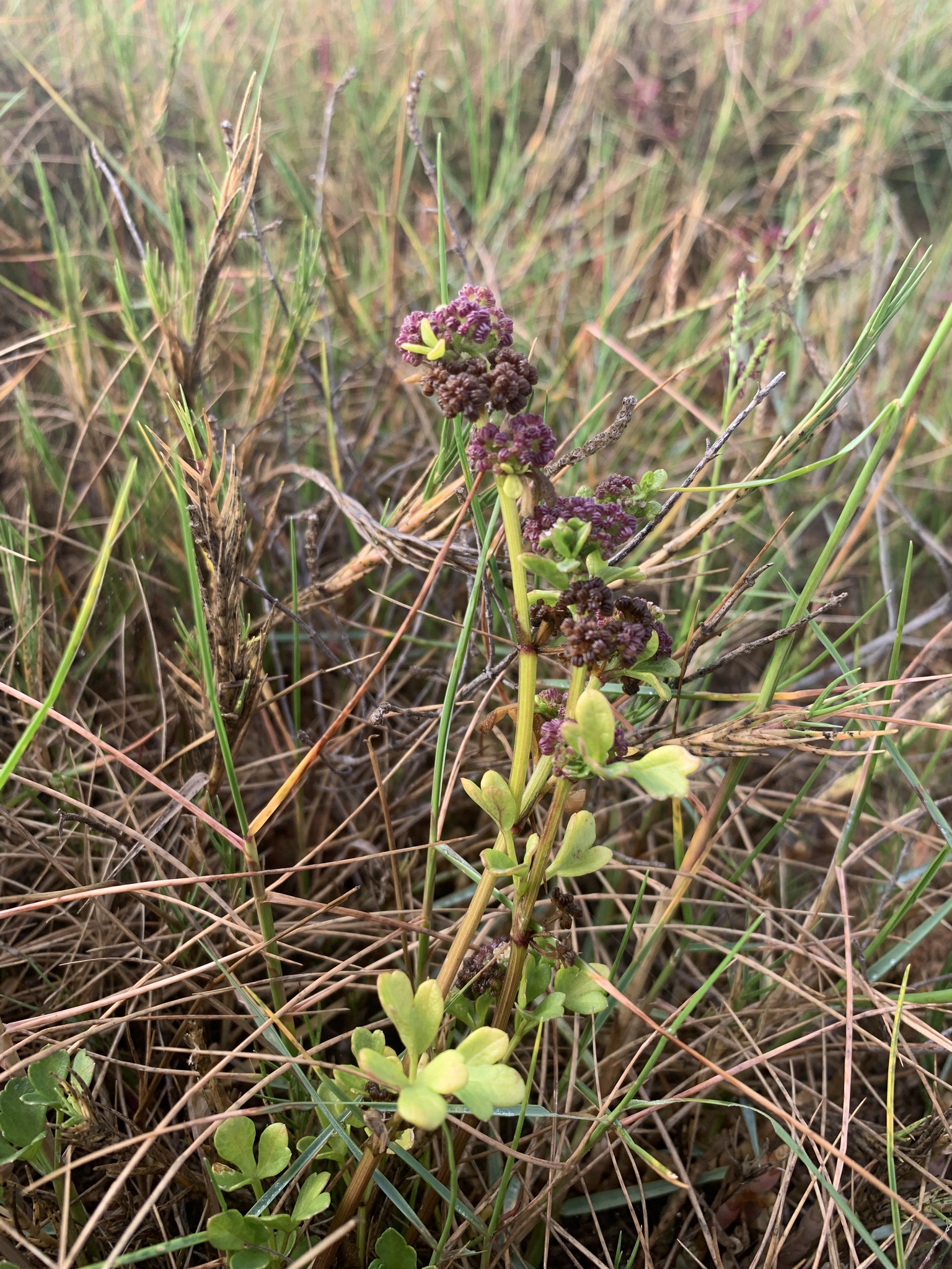 Sprawling Celery (Apium decumbens)