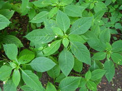 Impatiens parviflora
