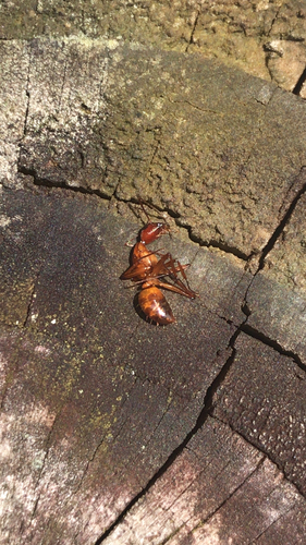 Chestnut Carpenter Ant