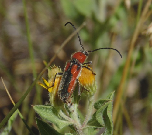 Crossidius discoideus (Say, 1824)