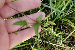 Acmella oppositifolia