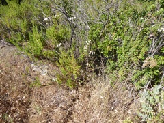 Perideridia californica