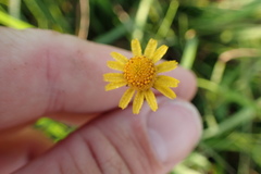 Acmella oppositifolia