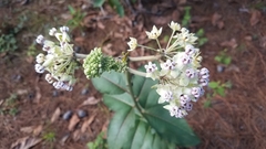 Asclepias similis