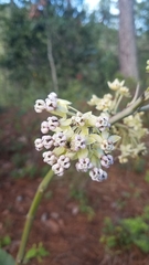Asclepias similis
