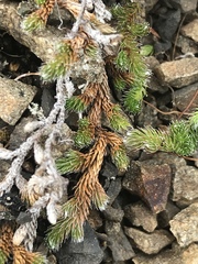 Selaginella sibirica