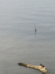Ardea herodias