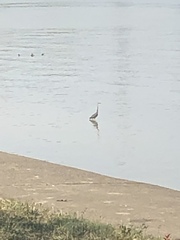 Ardea herodias