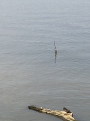 Ardea herodias