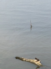 Ardea herodias