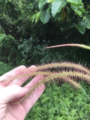 Cenchrus setosus, photograph Mason Brock, CC0, iNaturalist via GBIF