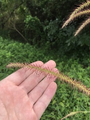 Cenchrus setosus, photograph Mason Brock, CC0, iNaturalist via GBIF