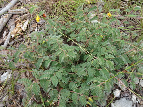 Image of Chamaecrista lineata by (c) Thomas Koffel, some rights reserved (CC BY)