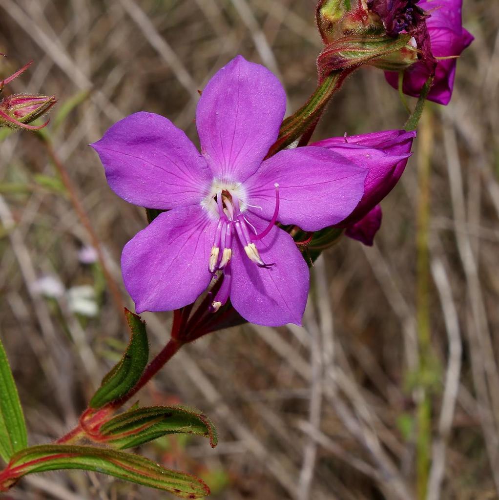 Rhynchanthera