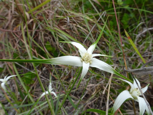 Image of Rhynchospora floridensis by (c) Thomas Koffel, some rights reserved (CC BY)