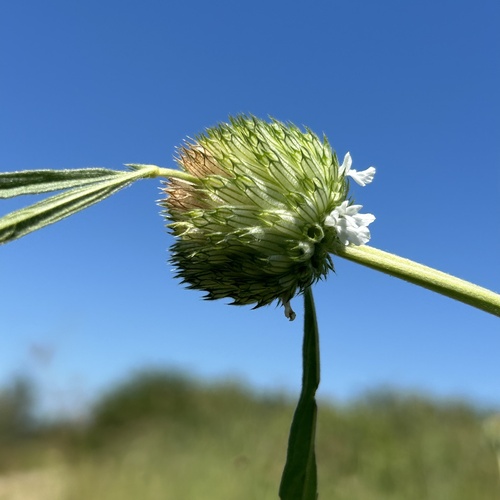 Acrotome angustifolia (Acrotome angustifolia)