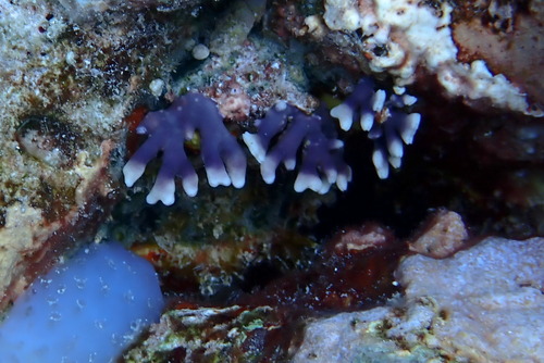 Distichopora observed 2025-02-28