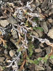 Selaginella sibirica