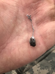 Eritrichium aretioides