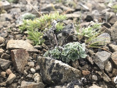 Eritrichium aretioides