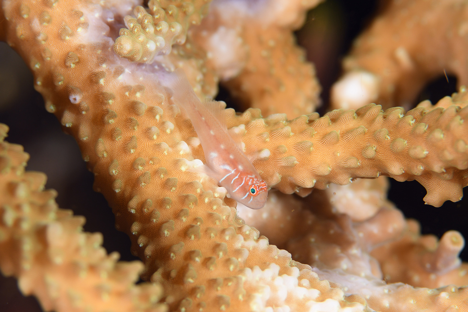 Elongate Coralgoby photo 6
