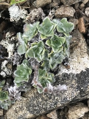 Eritrichium aretioides