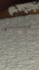 Ptyodactylus guttatus