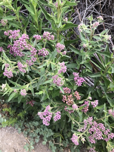 iNaturalist observation photo of marsh fleabane