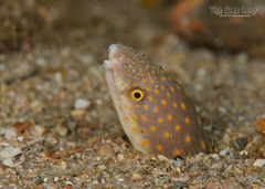 Sharptail Eel photo 5