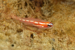 Masked Goby photo 2