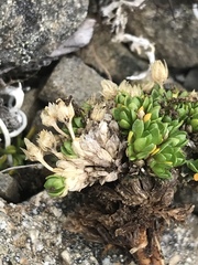 Stellaria dicranoides