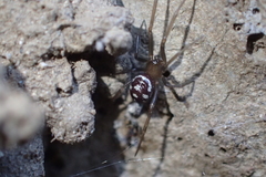 Steatoda grossa