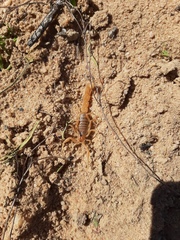 Parabuthus granulatus