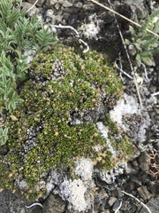 Stellaria dicranoides