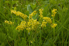 Biscutella arvernensis