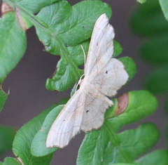 Idaea emarginata