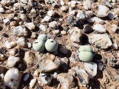 Conophytum calculus