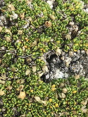 Stellaria dicranoides