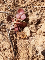 Parabuthus granulatus